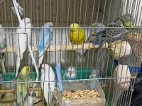 Yavru ve yetişkin muhabbet kuşları