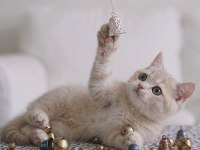 Lila golden british shorthair