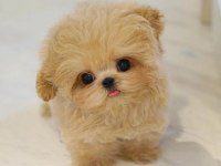 Kore kanı morkie