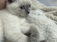 Daha tatlısı yok 3 aylık scottish fold