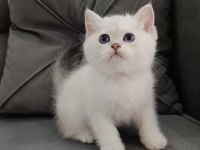Golden british shorthair kedisi