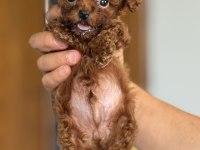 Kore kan toy poodle bebekler