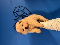 SHOW KALİTE CHOW CHOW YAVRULARIMIZ