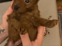 Yavru Erkek Toy Poodle