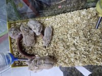 Hamster ele alışkın
