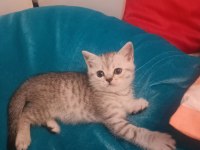 Scottish fold erkek kedimiz