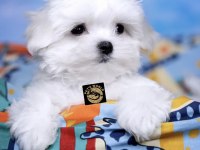 Maltese (malta) yavrularımız