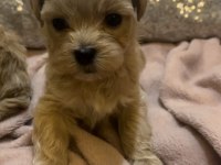 Baby Face Maltipoo Korekan Yavrular