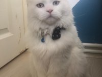 Scottish fold oğlumuz buluta eş arıyoruz