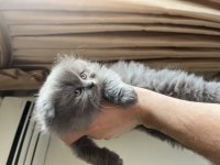 Scottish Ve British Longhair Yavrular