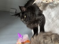Black Aşkı Maine Coon