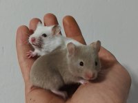 Suriye Hamster Bebekler