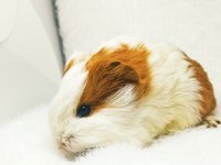 İstanbul Bağcılar sahibinden ginepig