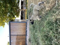 Mükemmel ANATOMİ KANGAL