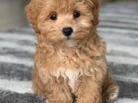 Maltipoo Yavrular Acık Ve Esmer Renk Çeşitleri