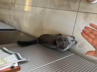 Scottish fold kedimiz