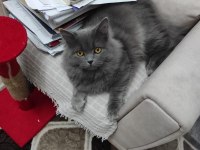 British Longhair Ücretsiz