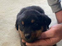 Irk garantili koca kafa rottweiler çocuklar
