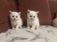 TUVALET EGITIMLI BRITISH SHORTHAIR BEBEKLERIMIZ