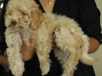 Toy Poodle (Red- Apricot) Antialerjik, Korkusuz, Çok Zeki