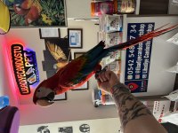 Rubin Macaw papağanımız