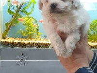 MAltipoo Yavrularımız ırk ve sağlık garantilidir