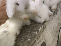 Safkan hollanda lop tavşan bebekler