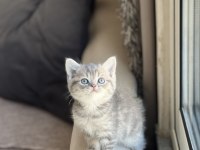 İnsan Canlısı British Shorthair Yavrum