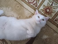 Çok uyumlu bir british shorthair kız