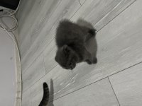 Scottish fold gri
