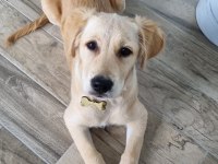 Golden yavrumuz retriever