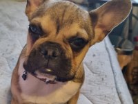 French bulldog