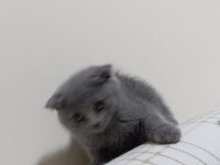 Yavrumuz çok oyuncu saf ırk scottish fold