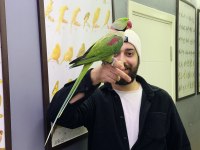 EVCİL EĞİTİMLİ KONUŞAN HALKALI ALEXANDER PAPAĞANI