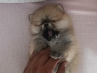 Pomeranian Boo Üst Kalite tea cup Dişi ve Erkek