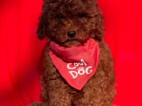 Show kalite red brown toy poodle yavrularımız