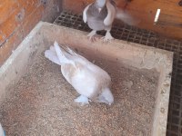 LİMON SARI ERKEK GÜVERCİN 81 İLE GÖNDERİM YAPARIZ