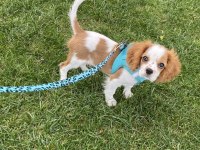 Aşıları tam çipli 5 aylık cavalier king charles