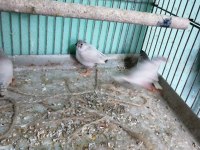 Zebra finch (hint bülbülü)