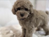 Toy Poodle Köpeği