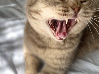 Scottish fold 3 yaşında
