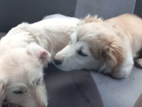 Köpeklere ACİL Yuva aranıyor