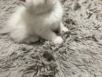 British shorthair blue point