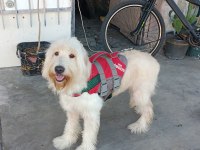 Golden Doodle Mix (DİŞİ)