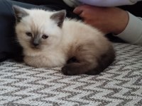 Scottish Fold Blue Point Bebekler