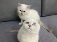 Tatlı scottish fold yavrular yeni yuva bekliyorlar