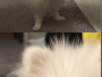 9 aylık pomeranian TEACUP dişi