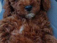 2,5 Aylık Toy Poodle