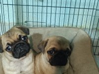 Pug yavrular yeni evine gitmeye hazır