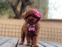 AŞILI TÜY DÖKMEYEN MİCRO BOY TOY POODLE
